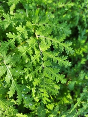Hydrophylloideae