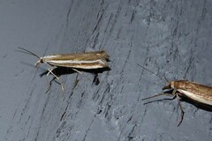 Orocrambus vittellus