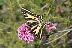 Papilio alexanor