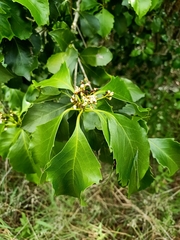 Auranticarpa rhombifolia