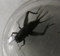 Gryllus texensis