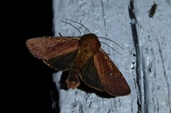 Ichneutica infensa