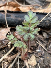 Geum