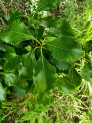 Auranticarpa rhombifolia