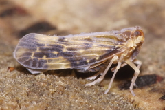Eocenchrea maorica