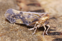 Eocenchrea maorica