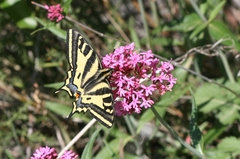 Papilio alexanor