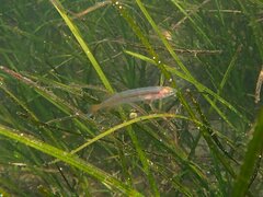 Heterostichus rostratus