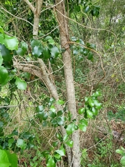 Auranticarpa rhombifolia