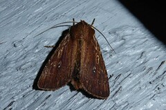 Ichneutica infensa