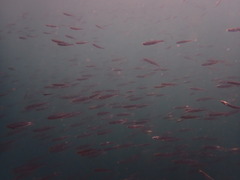 Atherinops affinis