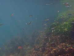 Atherinops affinis