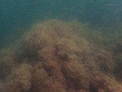 Amathia verticillata