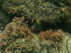 Hypsoblennius gentilis