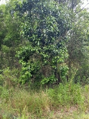 Auranticarpa rhombifolia