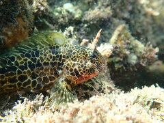 Hypsoblennius gentilis