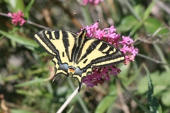 Papilio alexanor