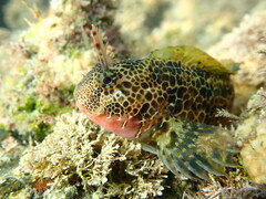 Hypsoblennius gentilis