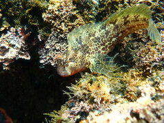 Hypsoblennius gentilis