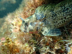 Hypsoblennius gentilis