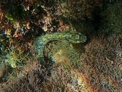 Hypsoblennius gentilis