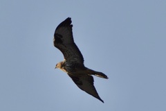 Buteo buteo vulpinus