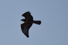Buteo buteo vulpinus