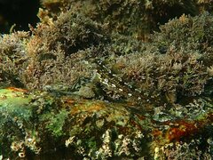 Hypsoblennius gentilis