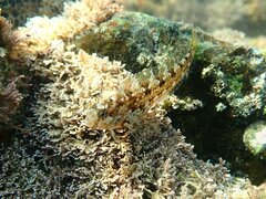 Hypsoblennius gentilis