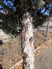 Cupressus