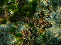 Hypsoblennius gentilis