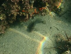 Hypsoblennius gentilis