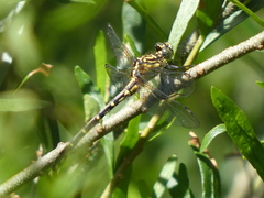 Austrogomphus ochraceus