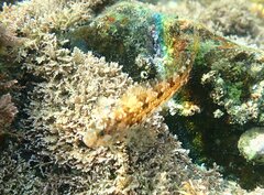 Hypsoblennius gentilis