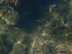 Chromis punctipinnis