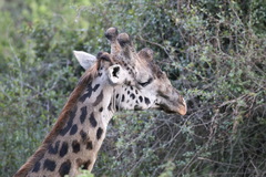 Giraffa camelopardalis