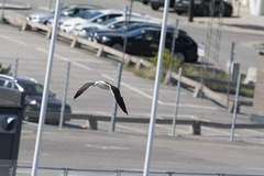 Larus fuscus graellsii