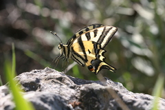 Papilio alexanor