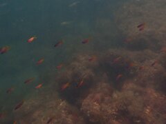 Chromis punctipinnis