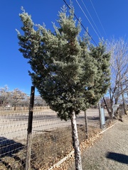 Cupressus