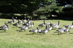Branta leucopsis