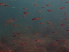 Chromis punctipinnis