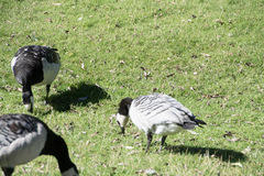 Branta leucopsis