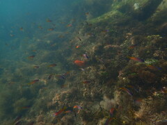 Chromis punctipinnis