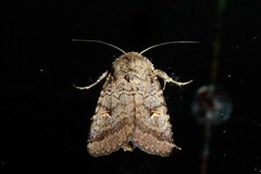 Proteuxoa tetronycha