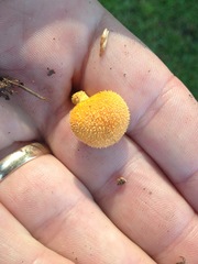 Cyptotrama chrysopepla