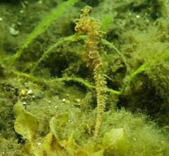 Hippocampus whitei