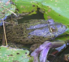 Hoplobatrachus occipitalis