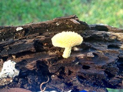 Cyptotrama chrysopepla