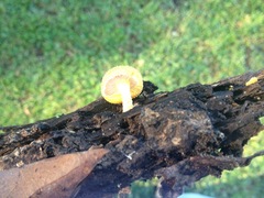 Cyptotrama chrysopepla